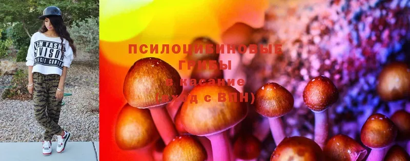 Псилоцибиновые грибы Psilocybine cubensis  блэк спрут онион  Бежецк  где купить наркотик 